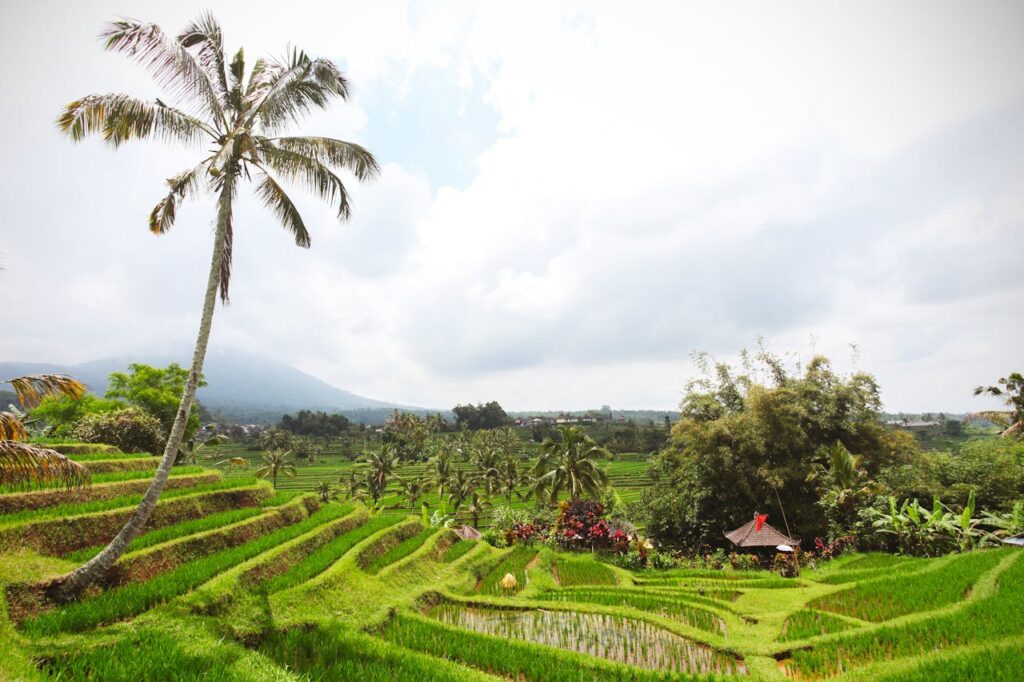 Rice Terrace in Bali