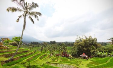 Rice Terrace in Bali