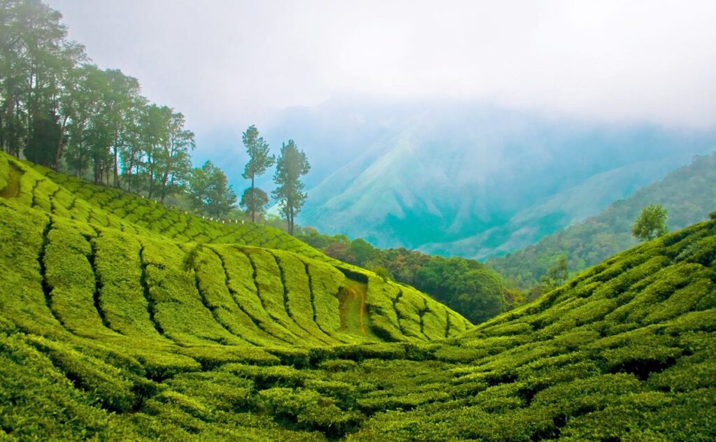 Munnar view of hills