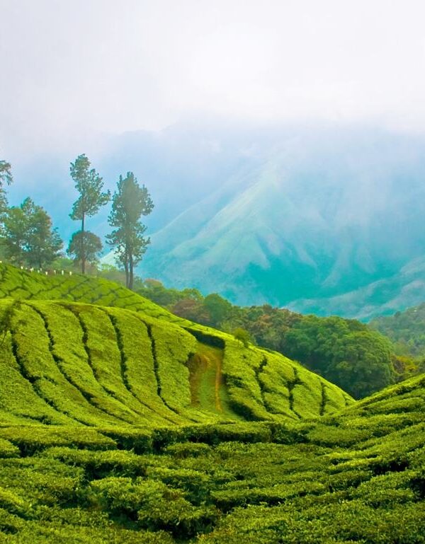Munnar view of hills