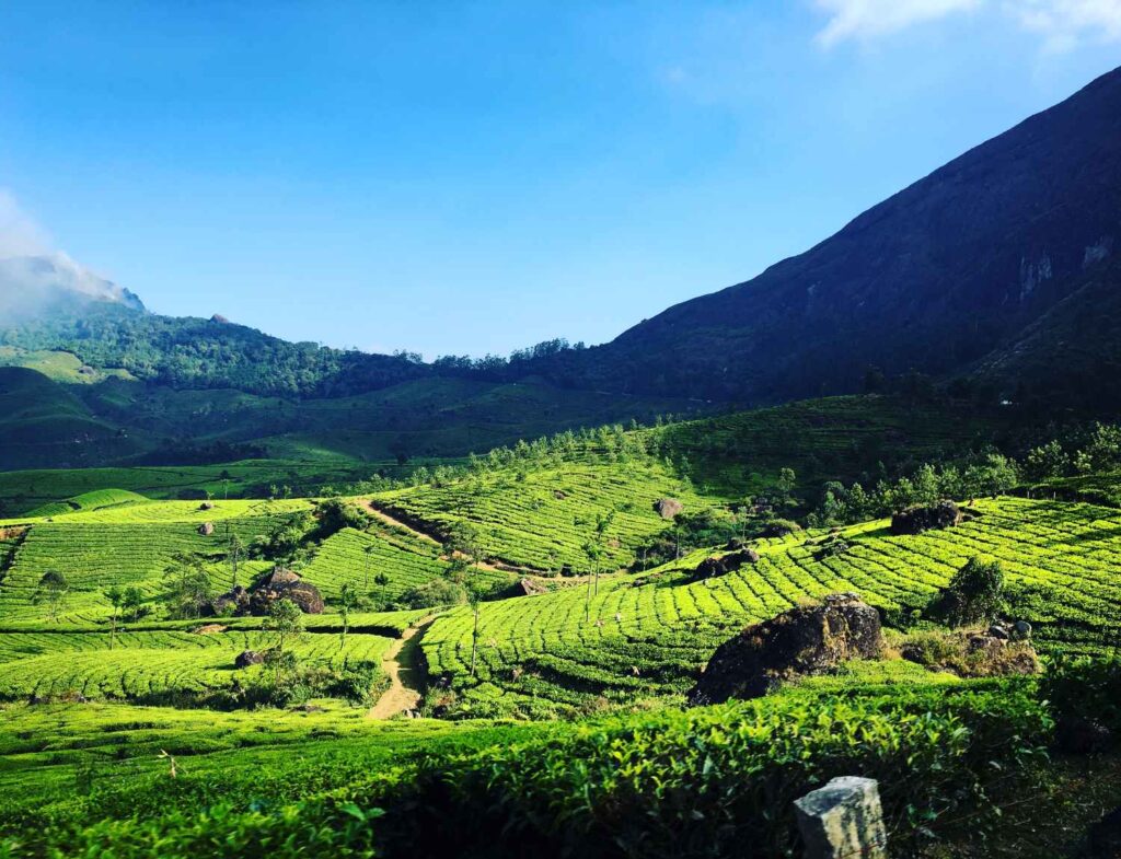 Munnar view