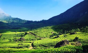 Munnar view