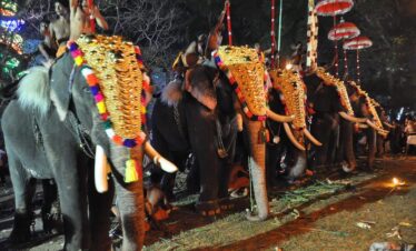 Elephants in Kerala