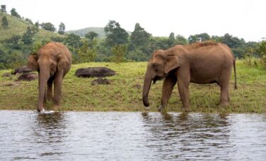 Elephants at Thekkady