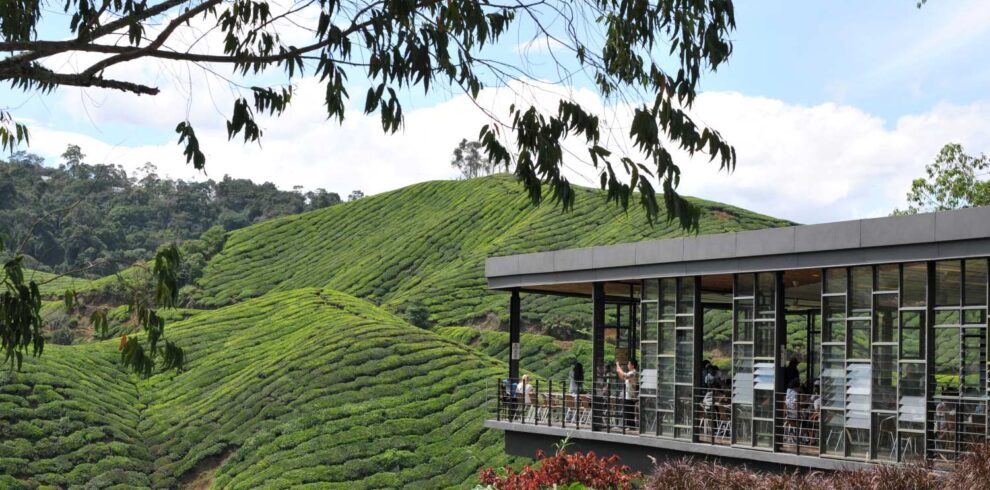 Cameron highlands