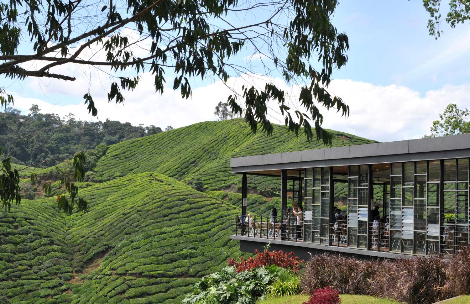 Cameron highlands