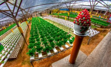 strawberry at Cameron Highlands